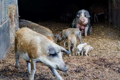 Baumberger Landschweine, crossbreeding breeds from Bentheim Black Pied, also known as Buntes