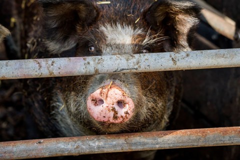 Baumberger Landschweine, crossbreeding breeds from Bentheim Black Pied, also known as Buntes