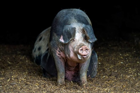 Baumberger Landschweine, crossbreeding breeds from Bentheim Black Pied, also known as Buntes