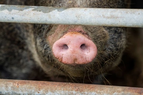 Close up of a pig's nose of Baumberger Landschweine, crossbreeding breeds from Bentheim Black Pied,