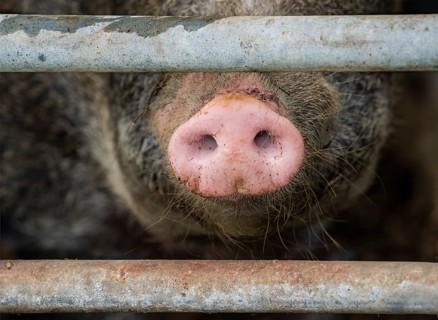 Close up of a pig's nose of Baumberger Landschweine, crossbreeding breeds from Bentheim Black Pied,