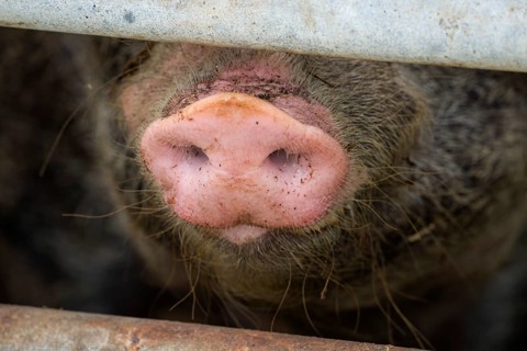 Close up of a pig's nose of Baumberger Landschweine, crossbreeding breeds from Bentheim Black Pied,