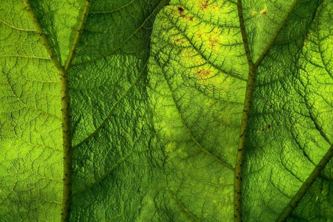Gunnera manicata, known as Brazilian giant-rhubarb, family Gunneraceae