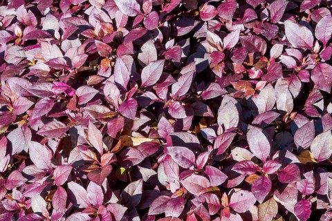 Alternanthera brasiliana, also known as large purple alternanthera, metal weed, bloodleaf, parrot