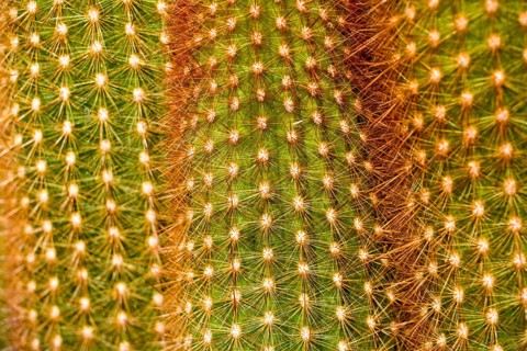 Cactus with thorns, Haageocereus dichromus