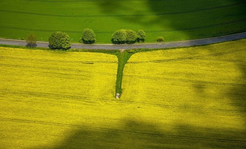 Aerial view, row of trees and rape field at Losenburger Straße, Hetterscheidt, Heiligenhaus, Ruhr