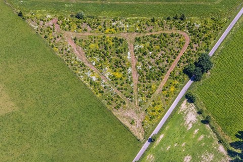 Aerial view, tree crops in triangular shape at the mountain Buchhagen, Cobbenrode, Eslohe,