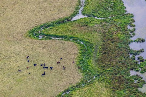 Aerial view, grazing cattle and river meander at the Kiebitzwiese nature reserve in Fröndenberg,
