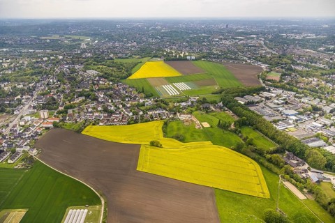 Aerial view, tree in rape field, Essen-Freisenbruch, Essen, Ruhr area, North Rhine-Westphalia,