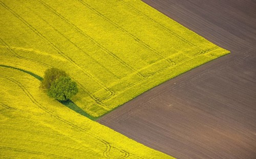 Aerial view, tree in rape field, Essen-Freisenbruch, Essen, Ruhr area, North Rhine-Westphalia,