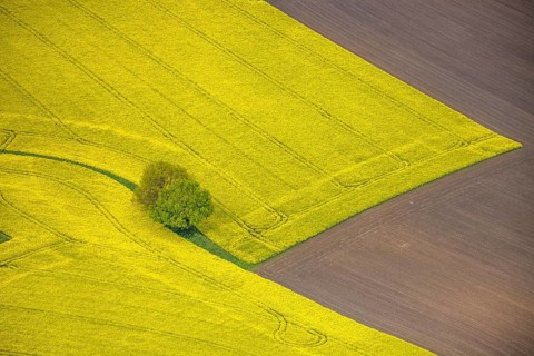 Aerial view, tree in rape field, Essen-Freisenbruch, Essen, Ruhr area, North Rhine-Westphalia,