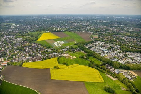 Aerial view, tree in rape field, Essen-Freisenbruch, Essen, Ruhr area, North Rhine-Westphalia,