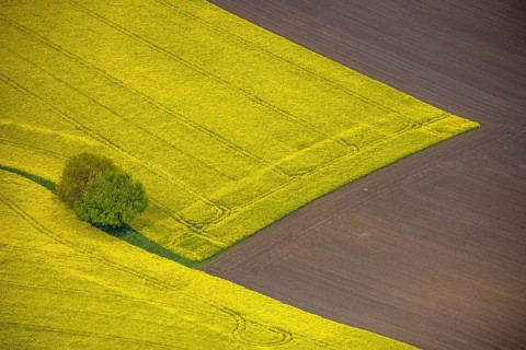 Aerial view, tree in rape field, Essen-Freisenbruch, Essen, Ruhr area, North Rhine-Westphalia,