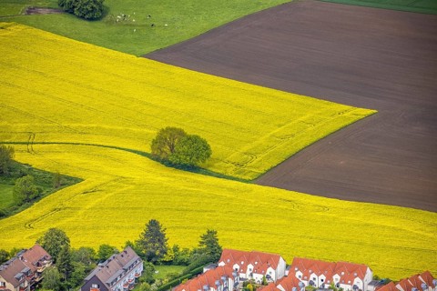 Aerial view, tree in rape field, Essen-Freisenbruch, Essen, Ruhr area, North Rhine-Westphalia,