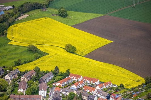 Aerial view, tree in rape field, Essen-Freisenbruch, Essen, Ruhr area, North Rhine-Westphalia,