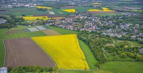 Aerial view, rape fields, Essen-Freisenbruch, Essen, Ruhr area, North Rhine-Westphalia, Germany,