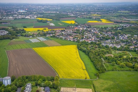 Aerial view, rape fields, Essen-Freisenbruch, Essen, Ruhr area, North Rhine-Westphalia, Germany,