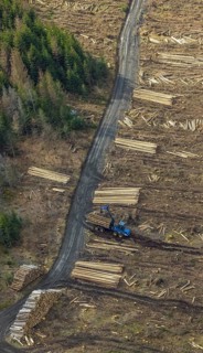 Aerial view, forest damage in the forest area Berg Ebschloh, Erndtebrück, Siegerland, North