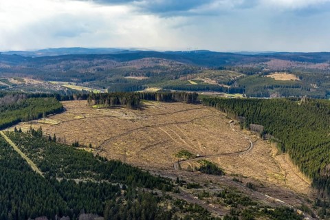 Aerial photo, forest damage in the forest area Berg Ebschloh, Erndtebrück, Siegerland, North
