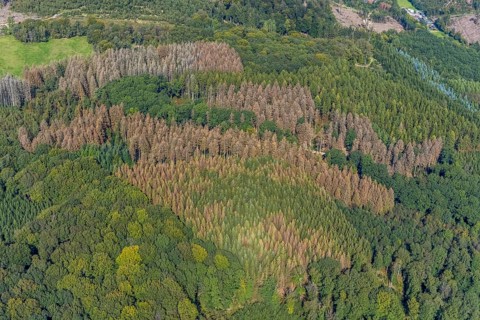 Aerial photograph, forest damage and forest dieback in the district of Rüggeberg in Ennepetal, Ruhr
