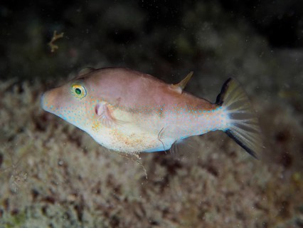 A pointed pufferfish (Canthigaster rostrata) hovers above the sandy seabed. Dive site El Cabron