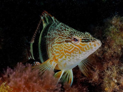 A scribefish (Serranus scriba) rests on algae in the underwater world. Dive site El Cabron marine