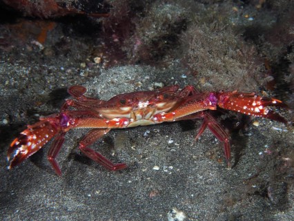 A red swimming crab (Cronius ruber) sits on the seabed in an underwater world. Dive site El Cabron
