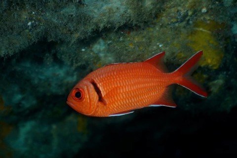 A red Jacobus soldierfish (Myripristis jacobus) in the water, strong colour and attentive eye. Dive