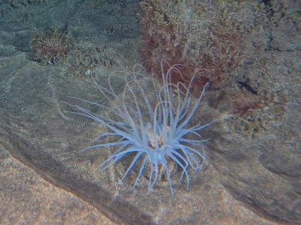 A cylindrical rose (Pachycerianthus) unfurls its tentacles on the seabed. Dive site El Cabron
