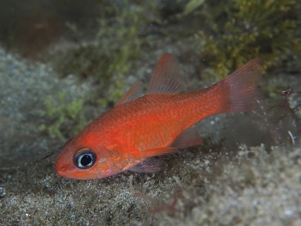 Small red fish, mullet king (Apogon imberbis), above the seabed, large eyes and vivid colour. Dive