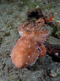 An octopus with rough skin, Callistoctopus macropus (Callistoctopus macropus), explores the sandy