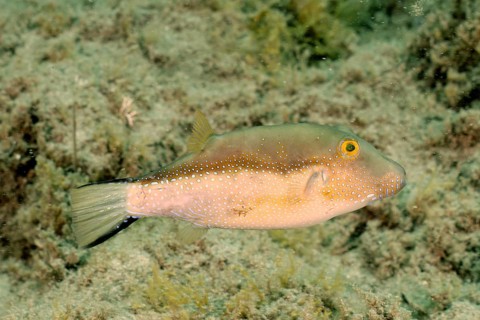 Macaronesian pointed pufferfish (Canthigaster capistrata) with spots swims near the seabed,
