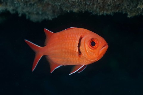 Red coloured fish with a prominent eye, Jacobus soldierfish (Myripristis jacobus), floating and