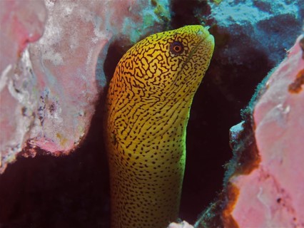 Golden-tailed moray eel (Gymnothorax miliaris) hiding in a cave in the reef, bright yellow with