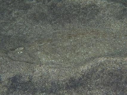A flatfish, dog tongue (Symphurus insularis) is perfectly camouflaged on the sandy seabed, barely