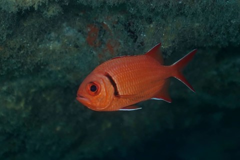 Bright red Jacobus soldierfish (Myripristis jacobus) floating in the clear water, eyes clearly