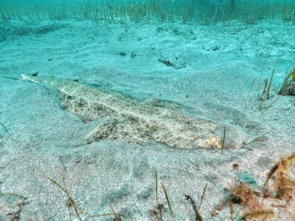 Hidden angel shark (Squatina squatina) in sandy surroundings on the seabed, difficult to recognise