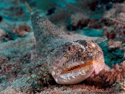 A lizardfish (Synodus saurus) camouflaged on the sandy seabed, almost invisible in the grey