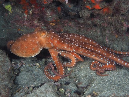A rusty brown octopus, Callistoctopus macropus (Callistoctopus macropus), moves across the seabed.