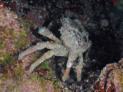 Camouflaged crab, West Indian spider crab (Maguimithrax spinosissimus), sits under an overhang and