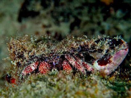 A hermit crab camouflaged in the coral reef with a large, rough shell, White-spotted hermit crab