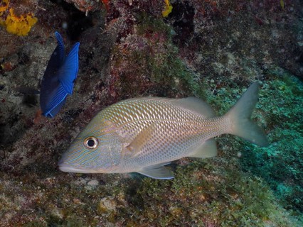 Great white grunt (Haemulon plumierii) swimming along a reef. Dive site John Pennekamp Coral Reef