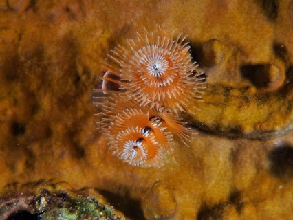 Spiral-shaped Christmas tree worm (Spirobranchus giganteus) in vivid orange colours on a seabed.