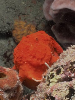 Multi-spotted frogfish (Antennarius multiocellatus) perfectly camouflaged on the rocky seabed,
