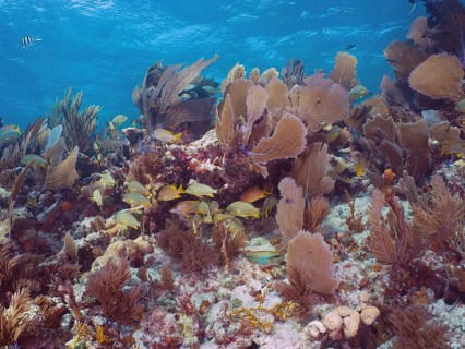 Lush coral reef with numerous colourful fish and Venus fans (Gorgonia ventalina) in clear blue