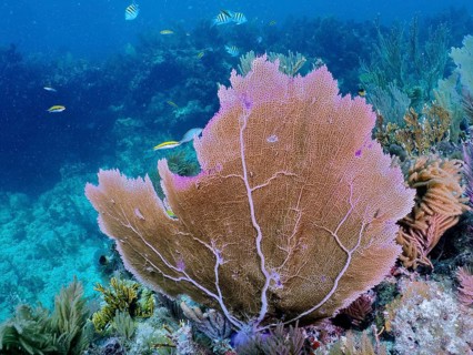 Large fan coral, Venus fan (Gorgonia ventalina), surrounded by colourful fish, bright colours in