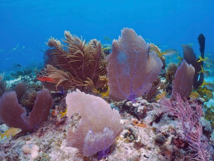 Coral reef with various soft corals, including Venus fans (Gorgonia ventalina) and fish in clear,