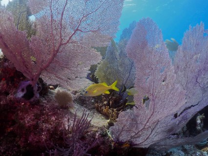 Underwater landscape with colourful corals, Venus fans (Gorgonia ventalina), and a yellow fish, in