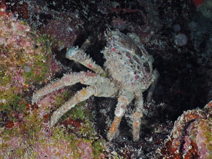 A spiny spider crab (Mithrax spinosissimus) hides between algae and reef structures on the seabed.