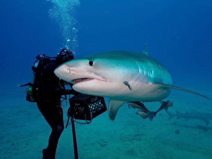 Diver with equipment next to a large tiger shark (Galeocerdo cuvier) surrounded by blue ocean water
